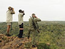 bush-og-savanne-purch