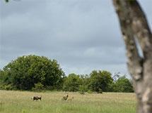 bushland-safari-jagt